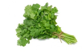 Cilantro Manojo